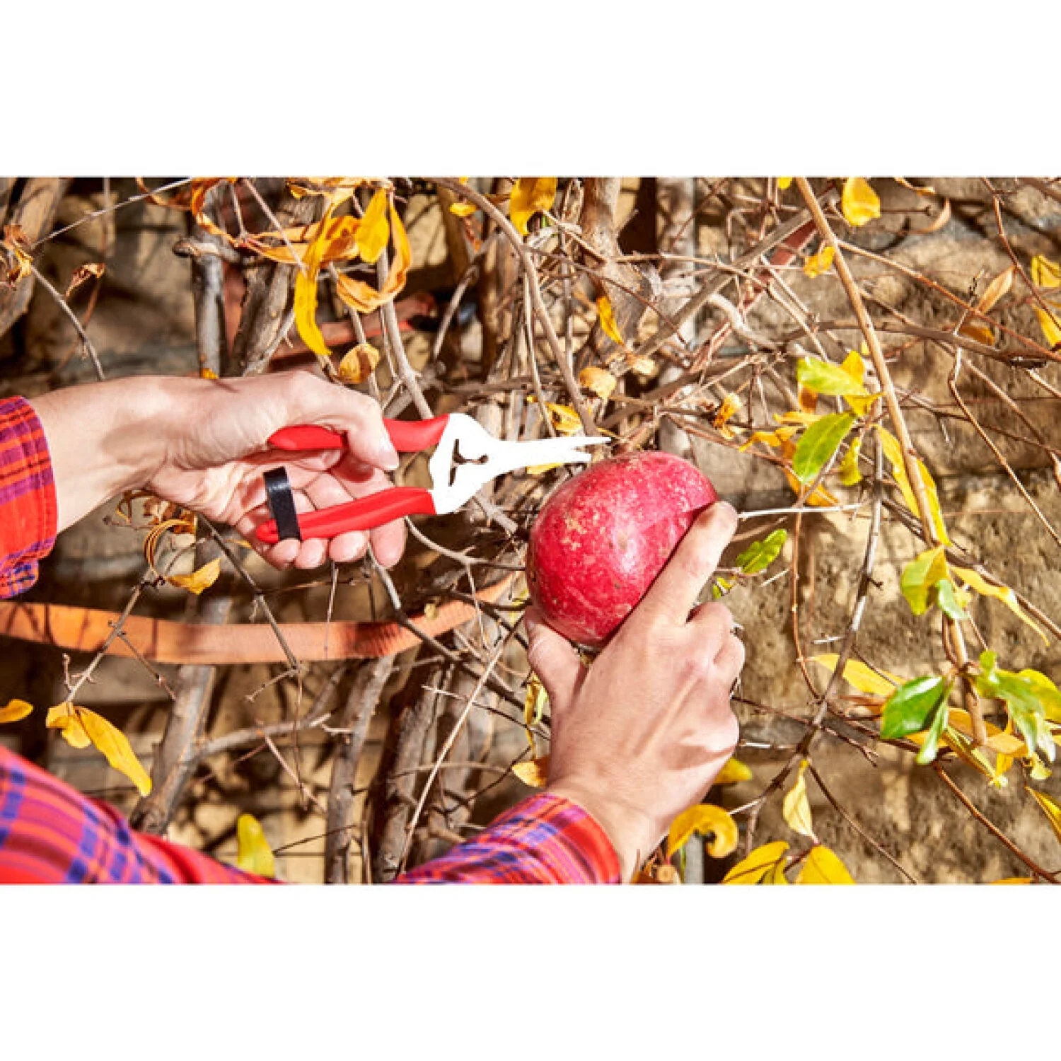 Corona AG 4940SS  Long Curved Snips - Stainless Steel, 1¾ Inch - Image 10