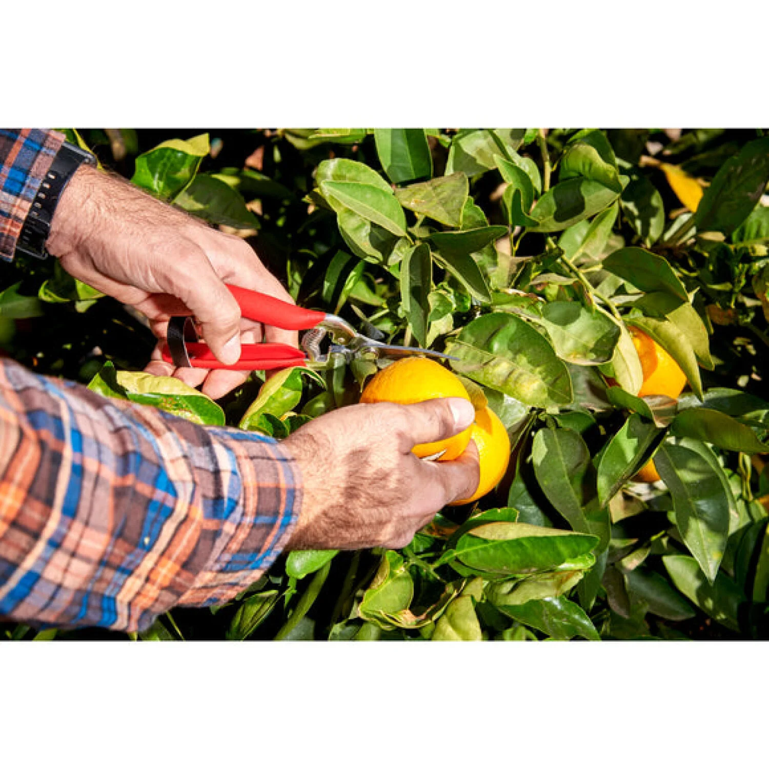 Corona AG 4940SS  Long Curved Snips - Stainless Steel, 1¾ Inch - Image 15