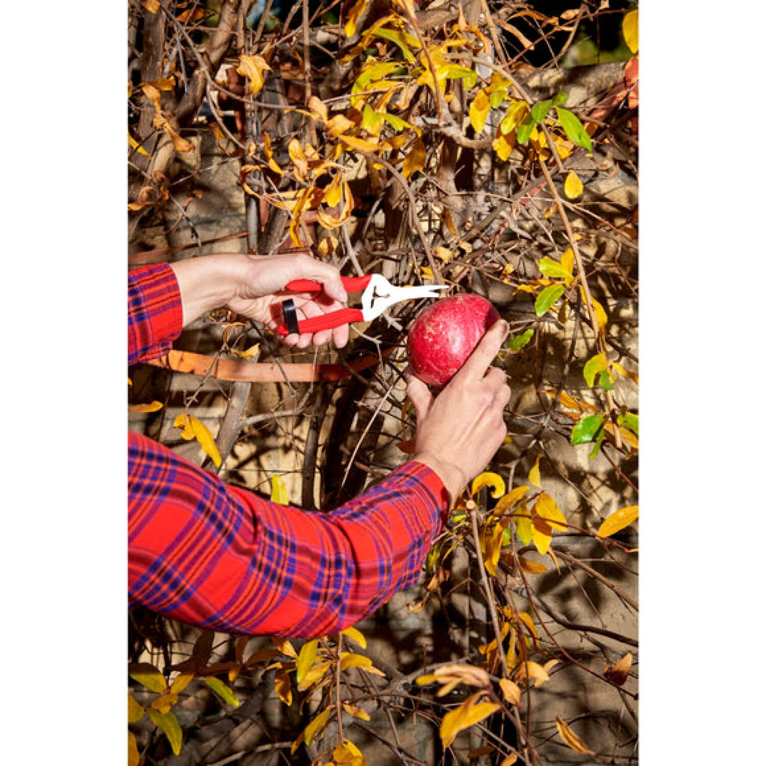Corona AG 4940SS  Long Curved Snips - Stainless Steel, 1¾ Inch - Image 7