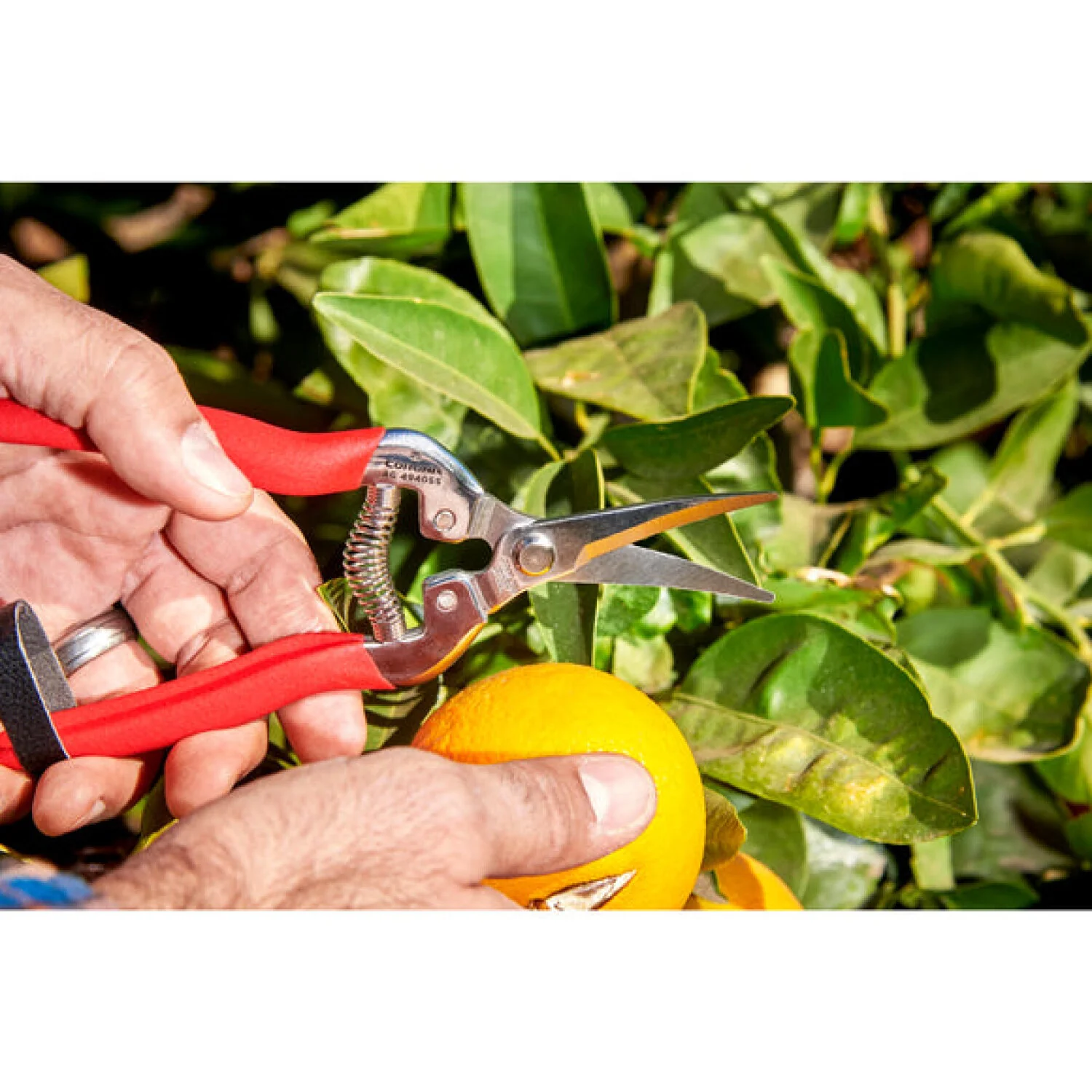 Corona AG 4940SS  Long Curved Snips - Stainless Steel, 1¾ Inch - Image 8