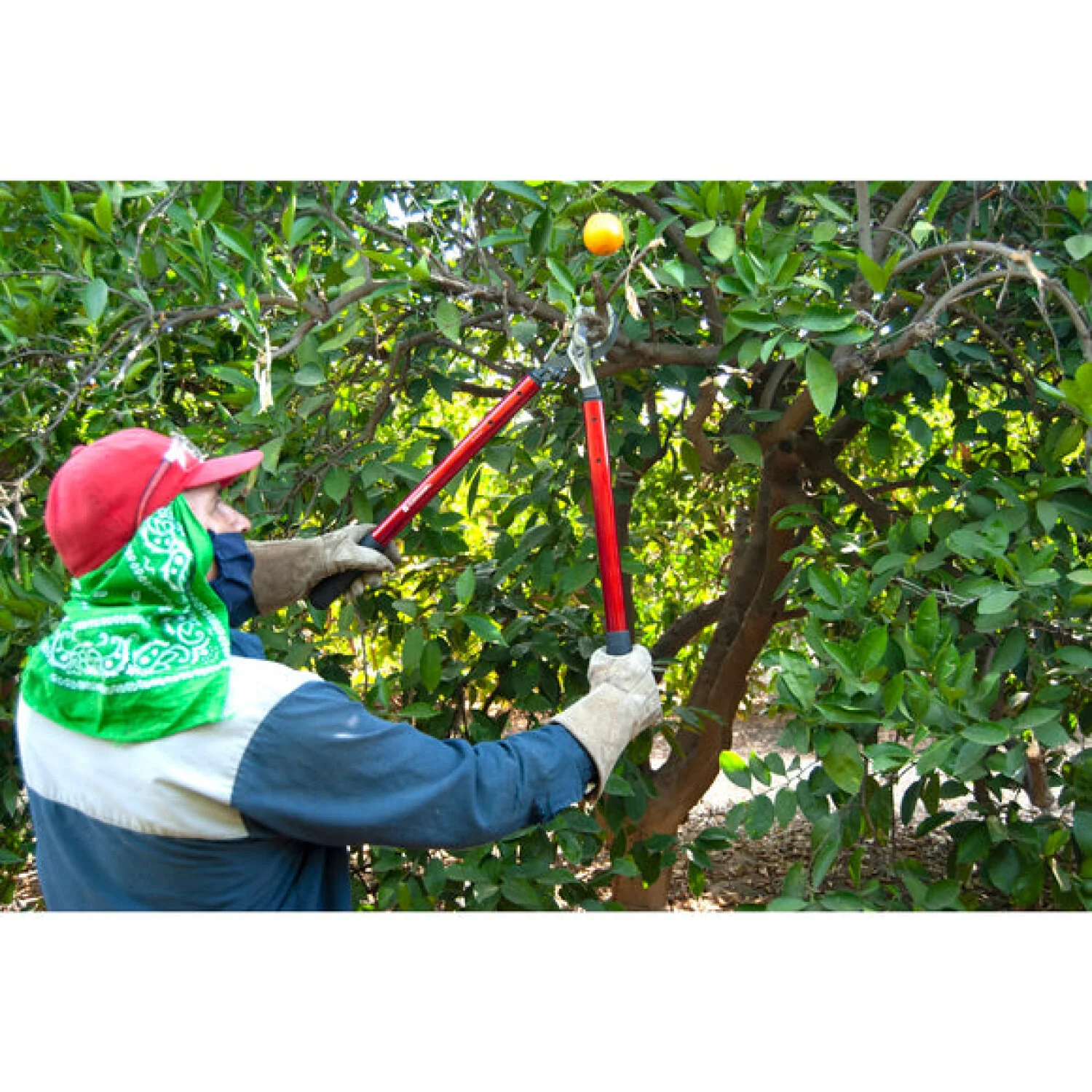 Corona AL15147 ClassicCUT® Bypass Lopper - 26 Inch - Image 11