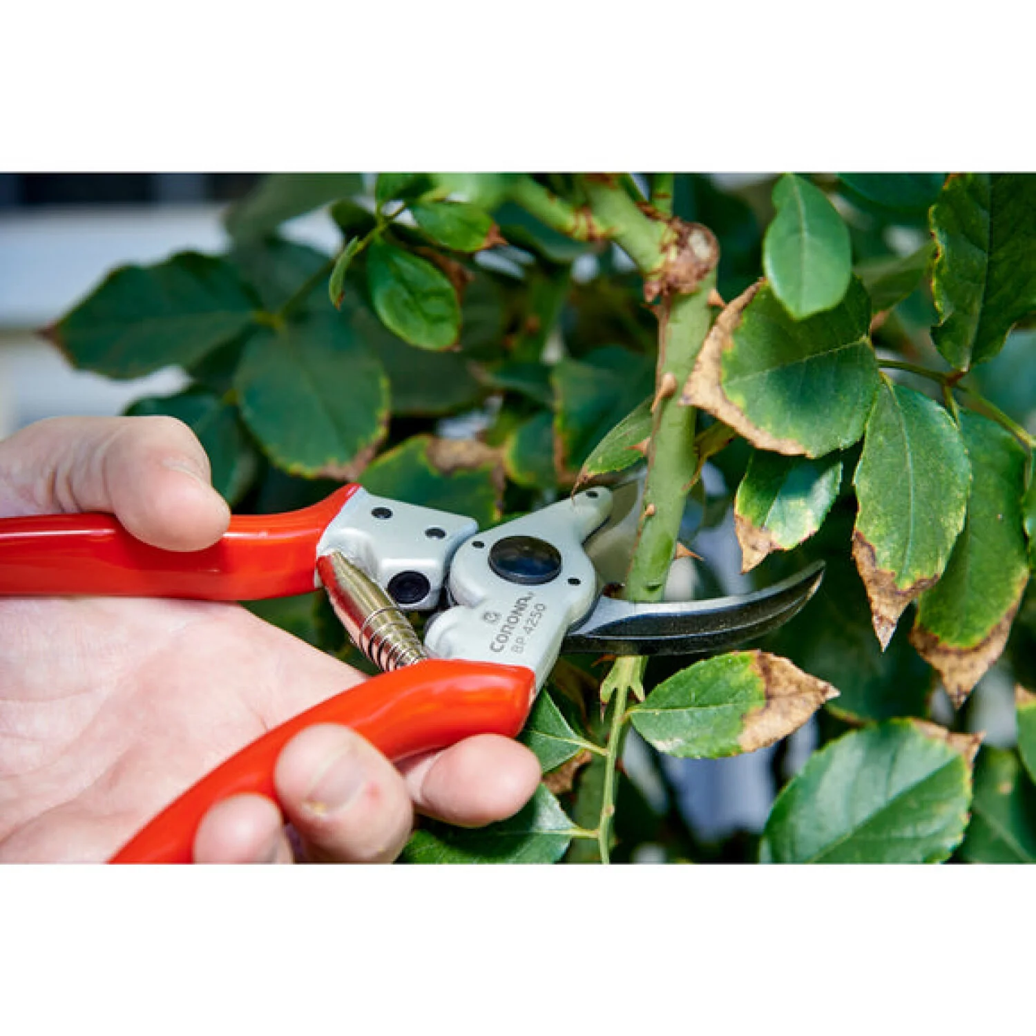Corona BP 4250  ALUMINUM Bypass Pruner - 1 Inch, Straight - Image 10