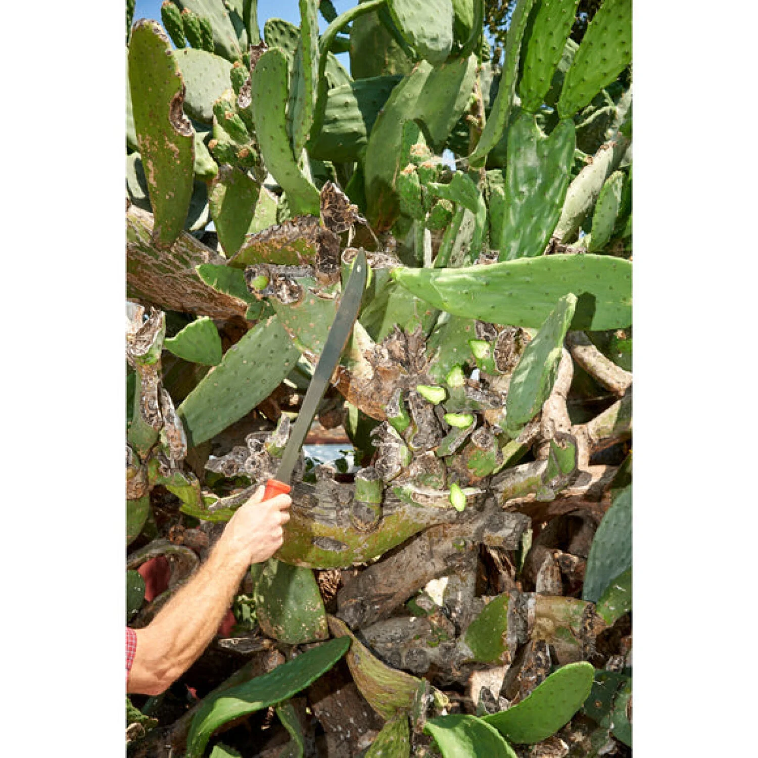 Corona MA 60061 Machete - 18 Inch - Image 11